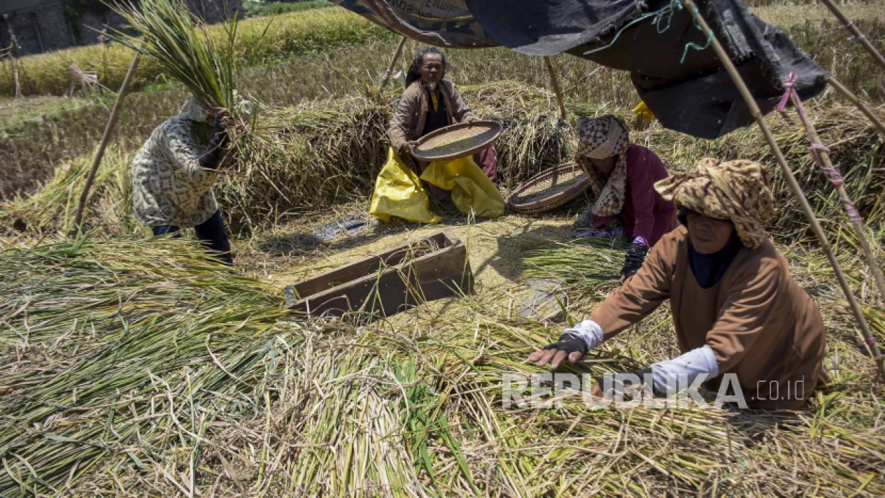 BRIN: Teknologi Jadi Solusi Optimalkan Sektor Pertanian